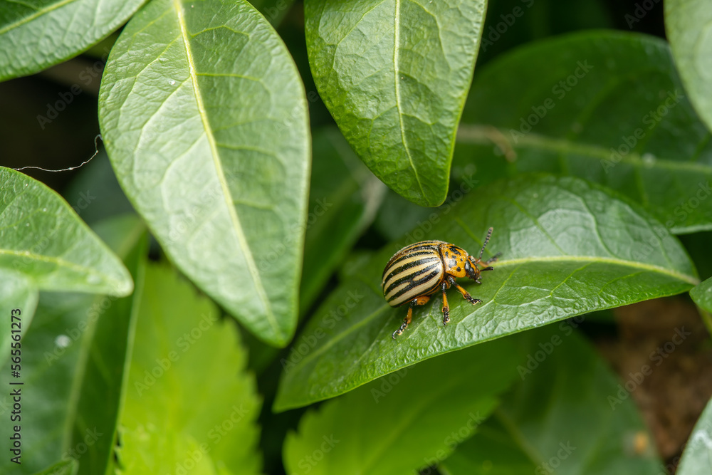 Colorado Potato Beetle Colorado Potato Beetle
