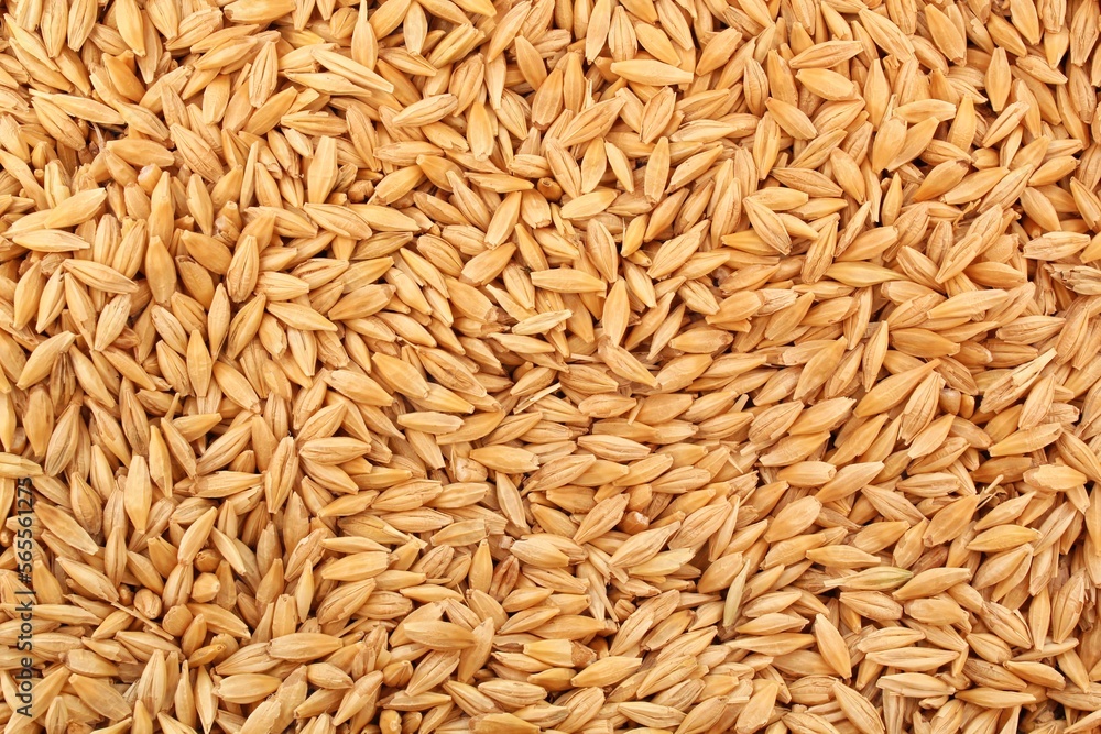 Whole golden wheat grain kernels background. Harvesting season concept. Textured design effect. Rural farm scene. Agricultural organic backdrop. Close up, top view Whole golden wheat grain kernels background. Harvesting season concept. Textured design effect. Rural farm scene. Agricultural organic backdrop. Close up, top view