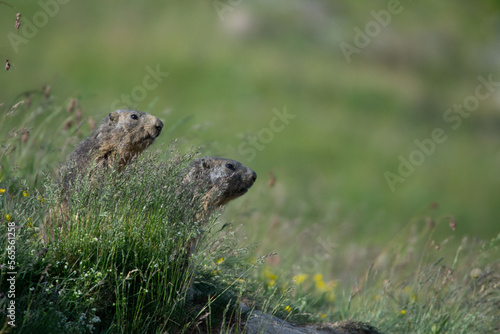 Marmottes © francois