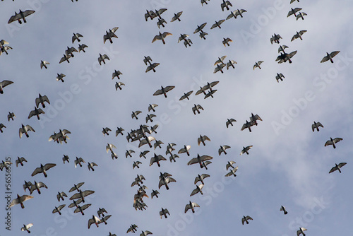 flock of homing pigeon flying against clear blue sky photo