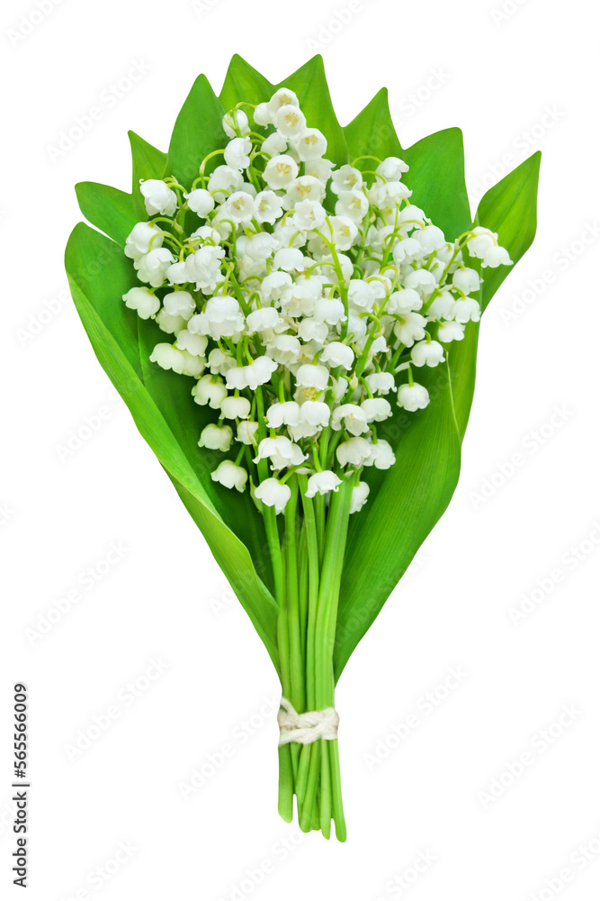 Obraz premium Maiglöckchen und Hintergrund transparent PNG cut out