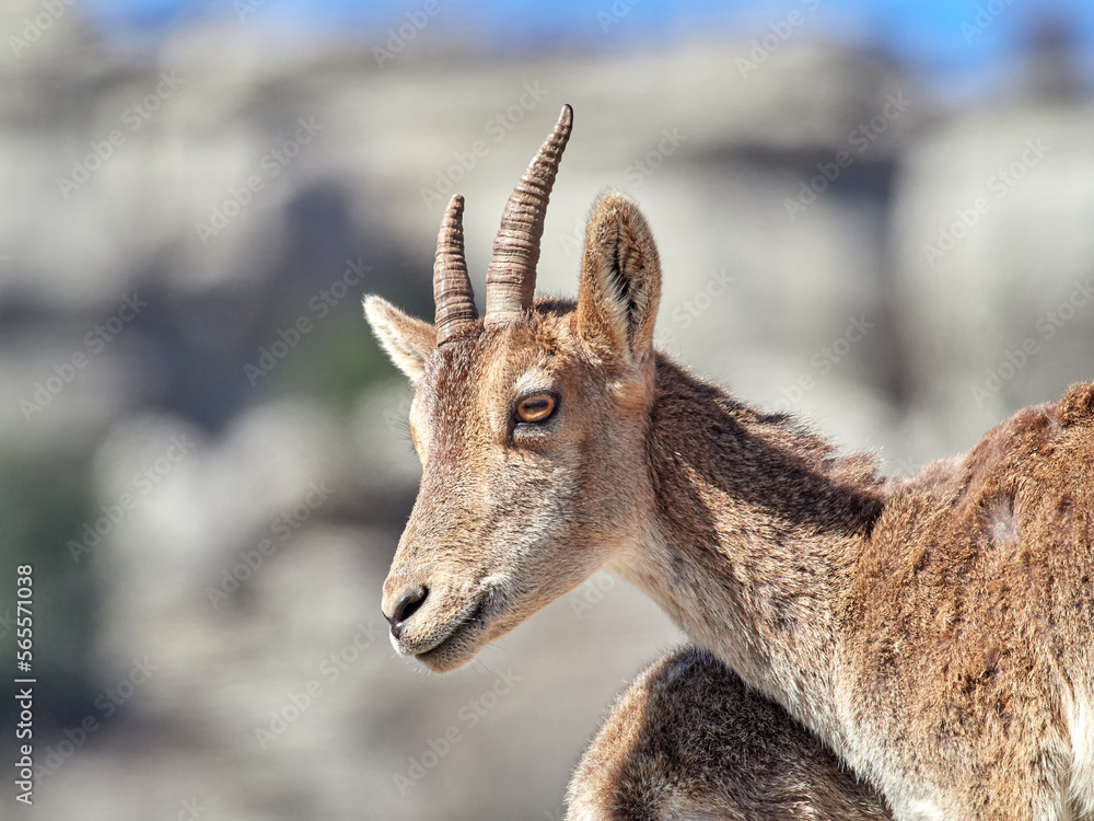 Southeastern Spanish Ibex. Capra pyrenaica Southeastern Spanish Ibex. Capra pyrenaica
