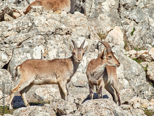Southeastern Spanish Ibex. Capra pyrenaica