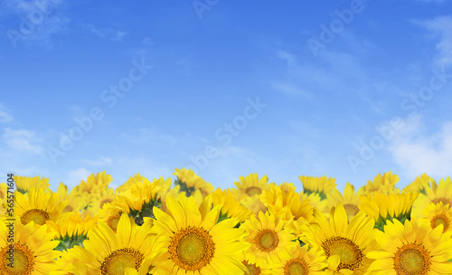Yellow sunflowers in a border arrangement over blue sky background.