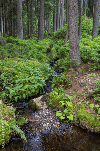 forest with stream in Jeseniky Mountains, Czech Republic