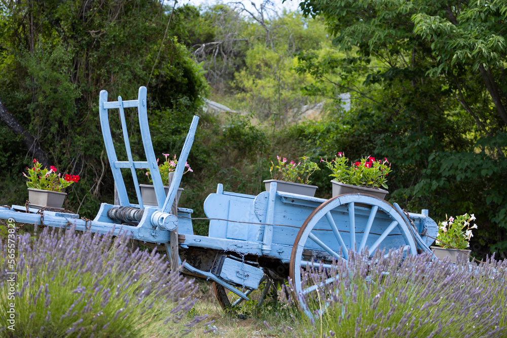 blue wooden cart with lavenders in Provence, France