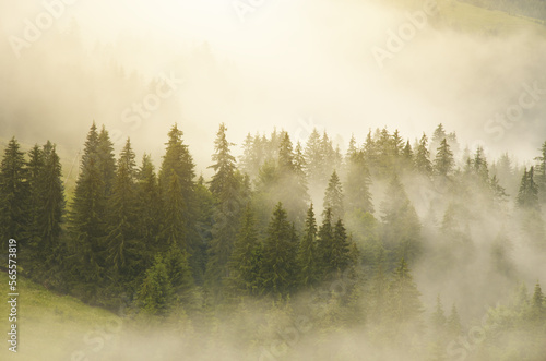 Carpathian mountain forest at early morning sunrise.