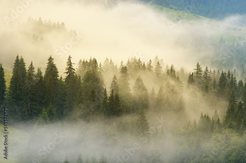 Carpathian mountain forest at early morning sunrise. © GIS