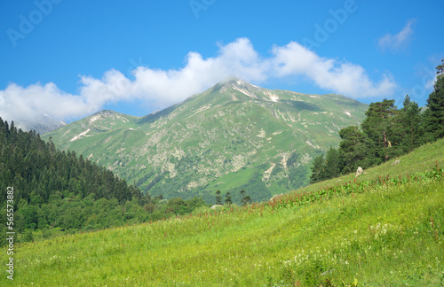 Green summer mountain at day.