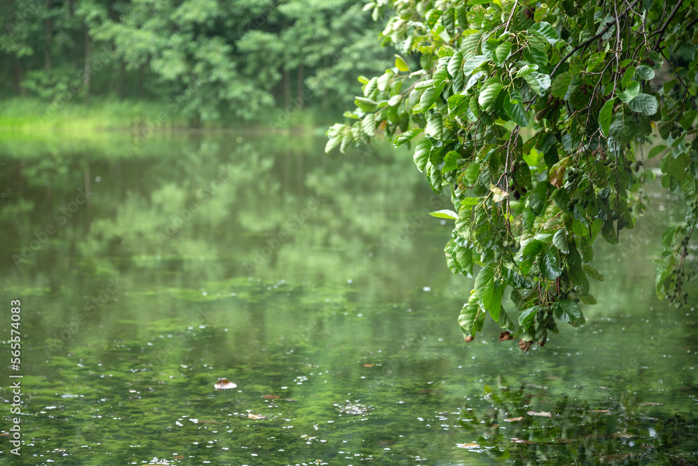 alder tree branch with green leaves bent over the calm water surface of lake alder tree branch with green leaves bent over the calm water surface of lake