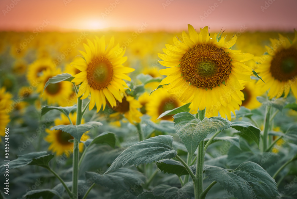 Fototapeta premium Field of blooming sunflowers on the sunset