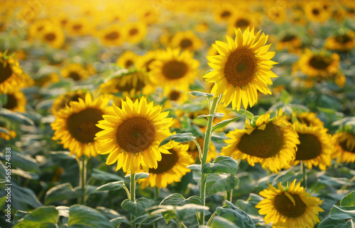 Field of blooming sunflowers on the sunset