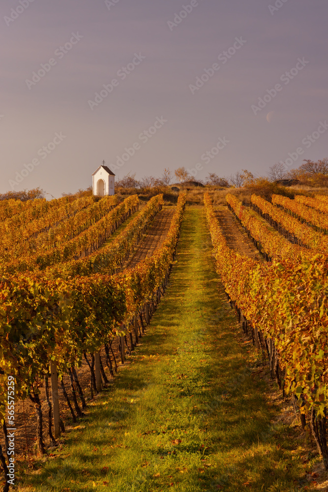 Vineyard and calvary near Hnanice, Znojmo region, Southern Moravia, Czech Republic