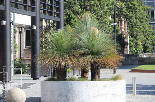 Photography Three Grass Trees planted at Sydney University