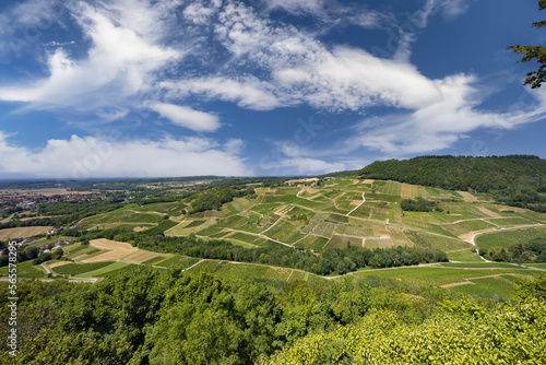 Vineyards near Chateau Chalon, Department Jura, Franche-Comte, France