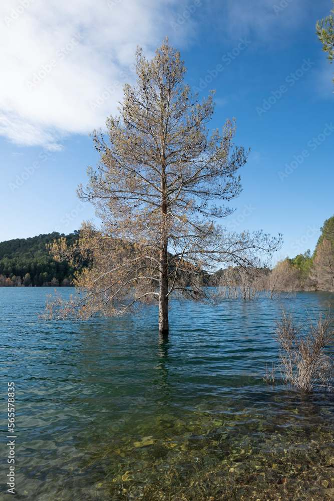 Pine tree in the water of the Cause, a river in the Bouches-du-Rhône, France.
