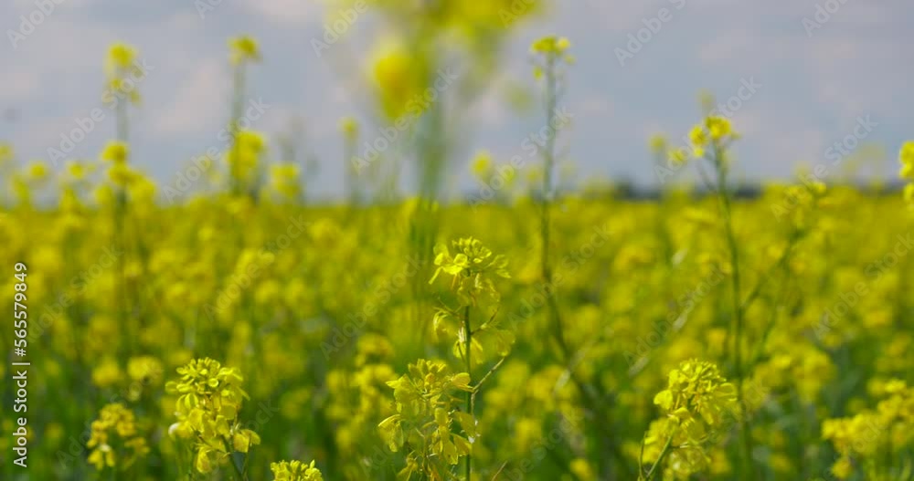 Yellow Field Rapeseed on a Farm, Slow motion. Agriculture. Farmland, Cultivation Plants Crop. Yellow Field Rapeseed on a Farm, Slow motion. Agriculture. Farmland, Cultivation Plants Crop.
