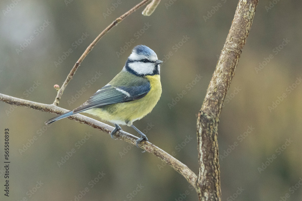 Obraz premium Blaumeise&nbsp;(Cyanistes caeruleu)