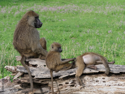 Olive baboons © Jennifer de Montfort