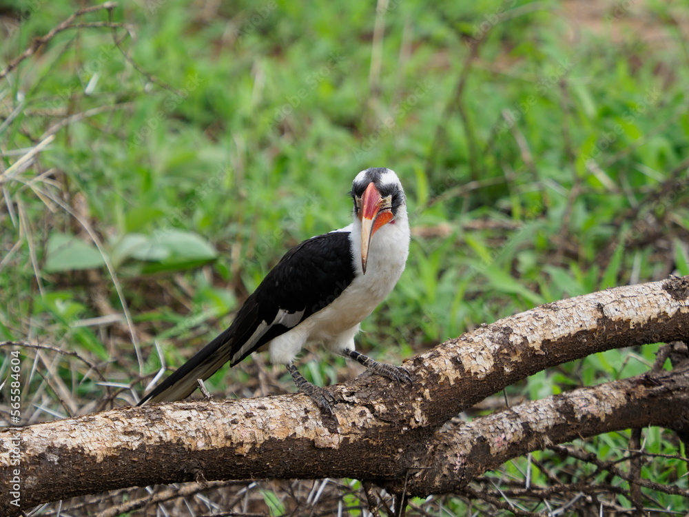 Fototapeta premium Red billed hornbill
