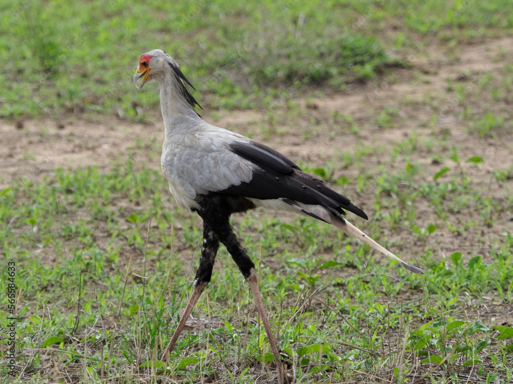 Naklejka premium Seecretary bird