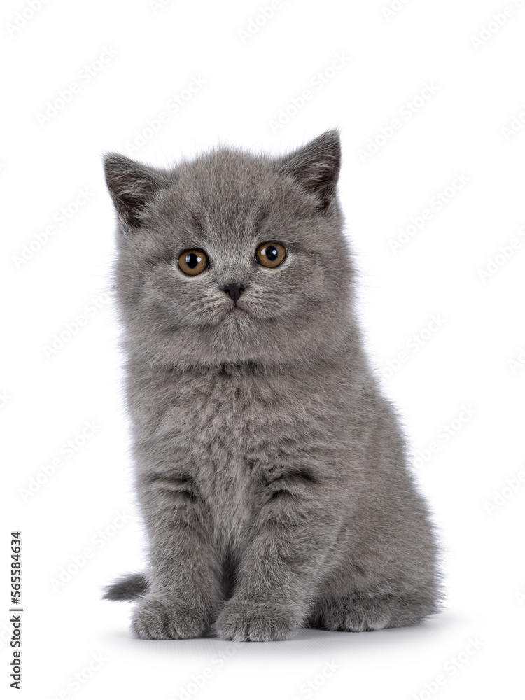 Adorable chubby British Shorthair cat kitten, sitting up facing front. Looking towards camera. isolated on a white background.