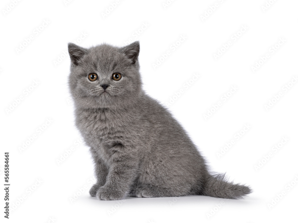Adorable chubby gray British Shorthair cat kitten, sitting up side ways. Looking towards camera. isolated on a white background.