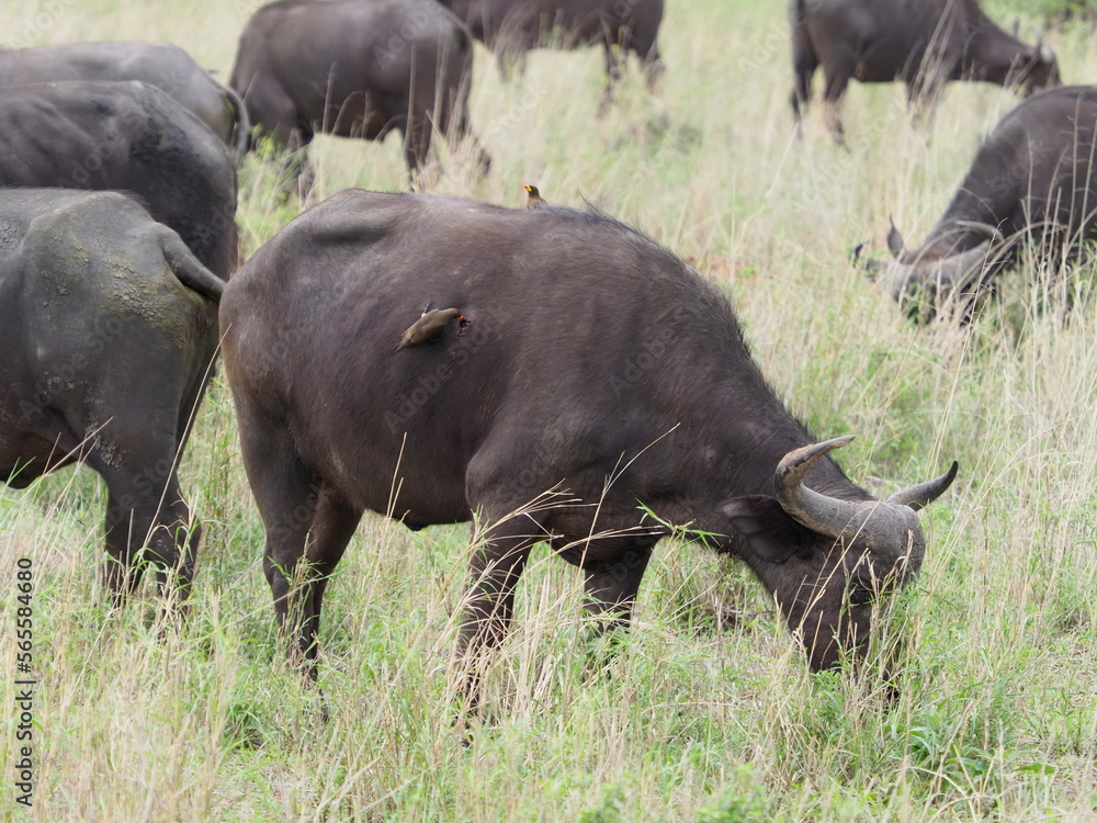 Obraz premium wounded buffalo with oxpecker