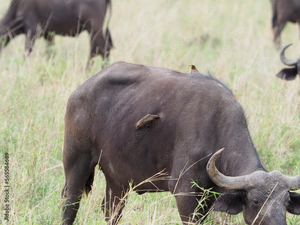 Obraz premium wounded buffalo with oxpecker