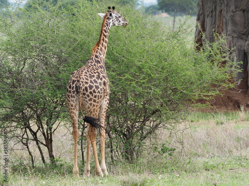 Giraffe by an acacia tree