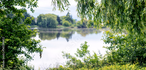 Green trees and hanging willow branches near the river in summer
