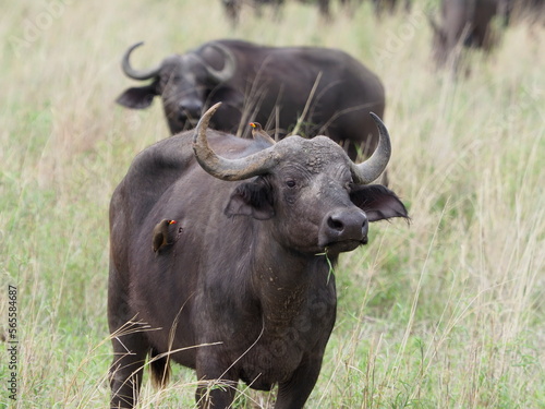 wounded buffalo with oxpecker