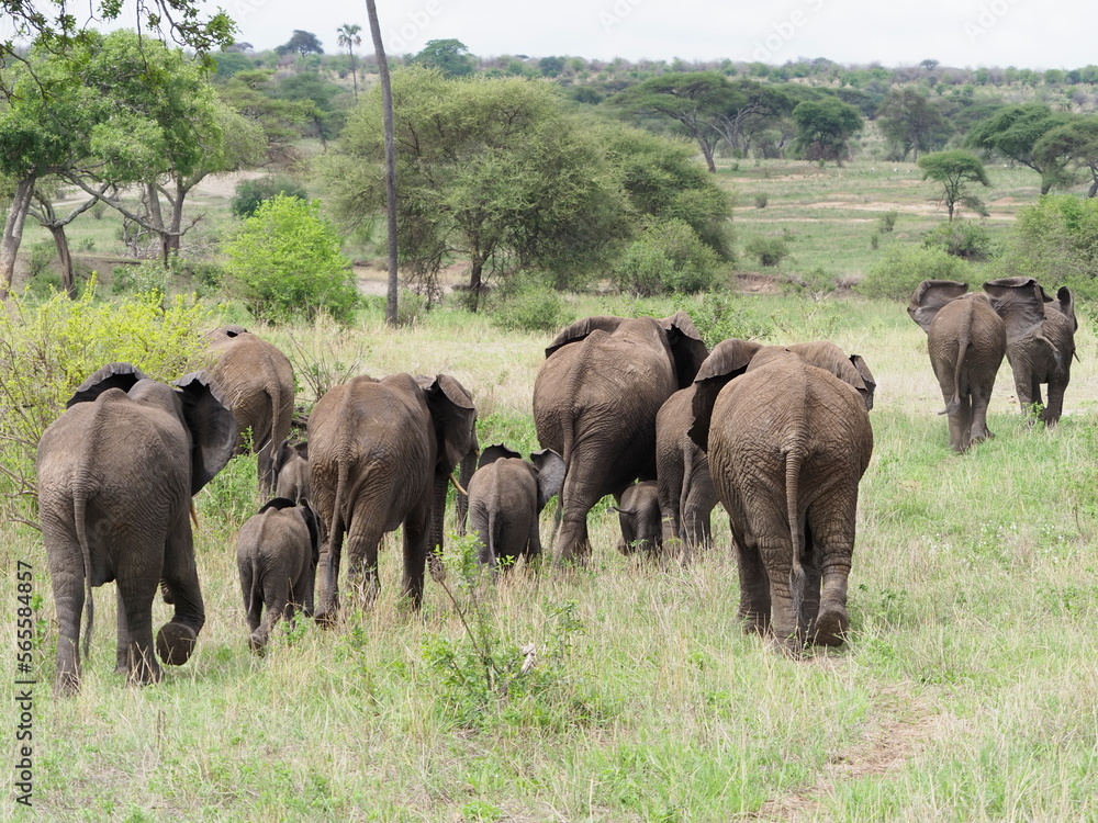 Herds of elephant