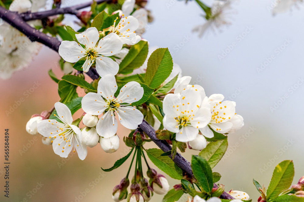 Cherry branch with white flowers on a tree. Cherry blossoms Cherry branch with white flowers on a tree. Cherry blossoms
