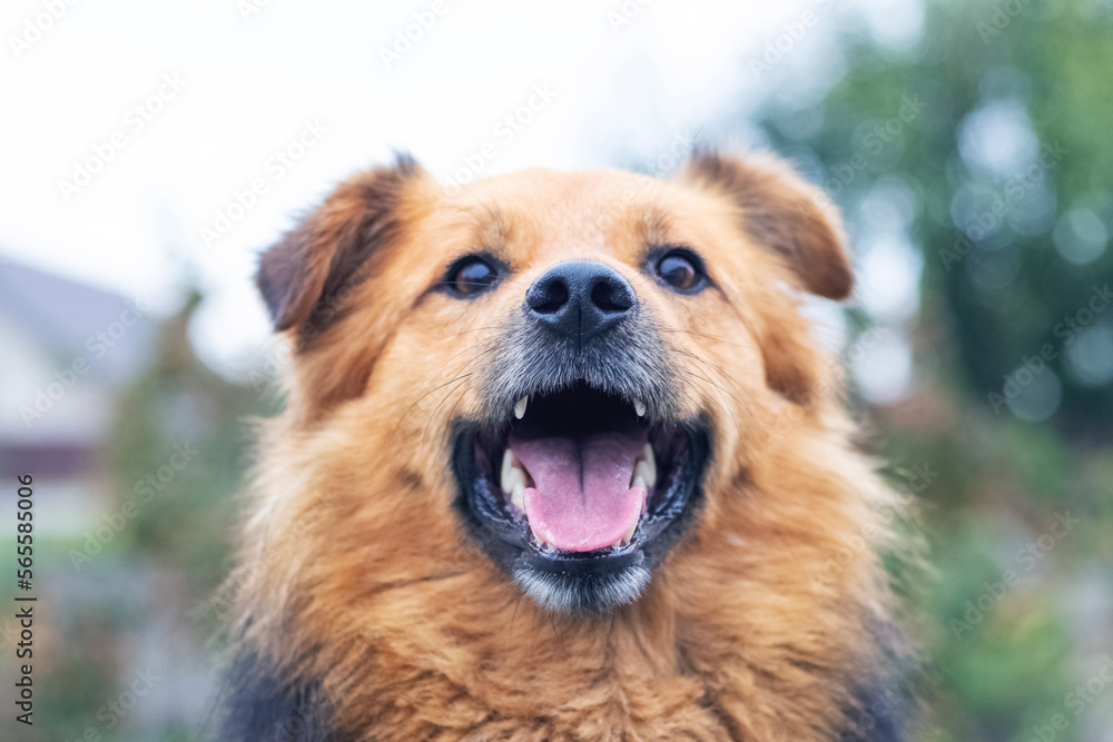 Brown shaggy dog with open mouth on blurred background close-up. Portrait of a cheerful friendly dog Brown shaggy dog with open mouth on blurred background close-up. Portrait of a cheerful friendly dog