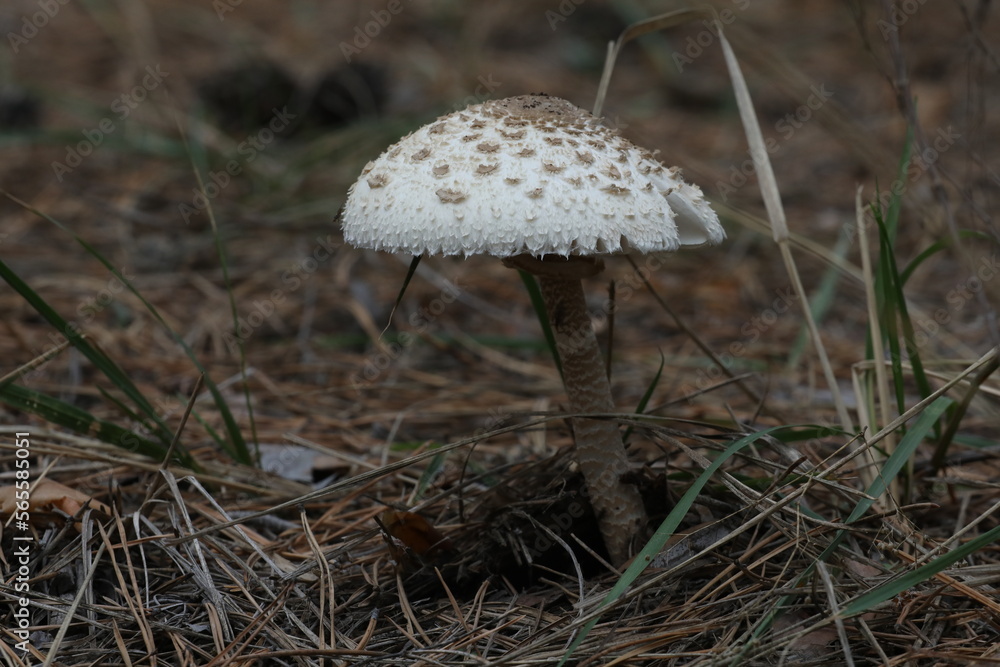mushrooms in the autumn forest. close up mushrooms in the autumn forest. close up