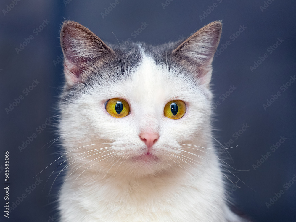A white cat with an attentive look on a dark blue background. Portrait of a cute cat A white cat with an attentive look on a dark blue background. Portrait of a cute cat