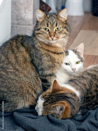 Canvas Print Three cats rest in the bathroom on the floor