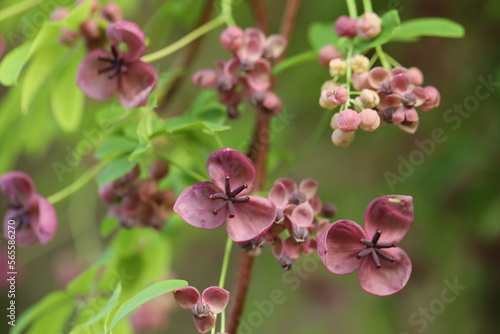 close up of purple akebia flowers. spring blossom 