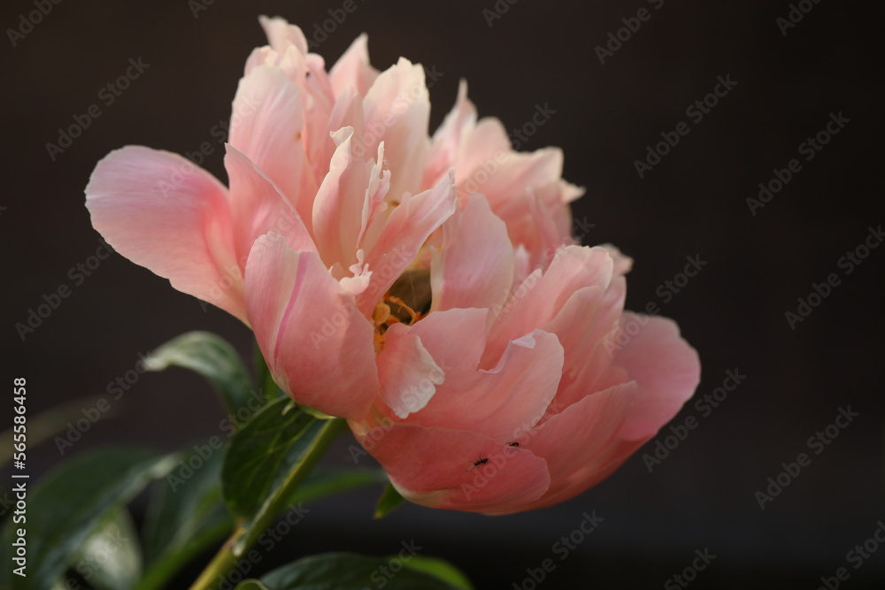 single pink peony flower with copy space single pink peony flower with copy space