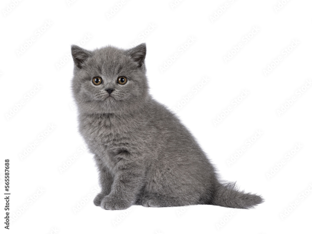 Fototapeta premium Adorable chubby gray British Shorthair cat kitten, sitting up side ways. Looking towards camera. isolated cutout on a transparent background.