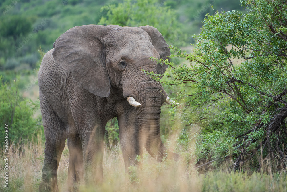 African elephant in the bush