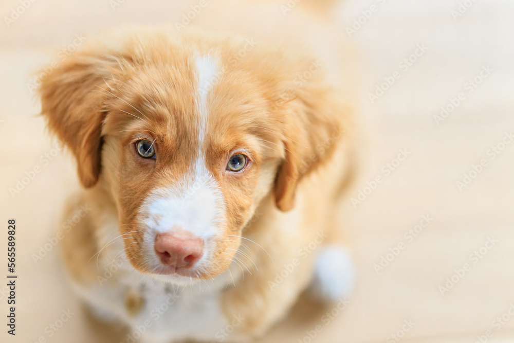Red hair puppy looking at the camera. Toller puppy sitting on the floor and looking up at owner on a light background. White Puppy at home. Nova Scotia Duck Tolling Retriever. Ginger cute small dog.
