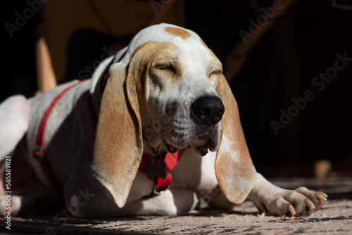 Spanish bloodhound dog lying down and dozing under the sun rays. Picture of a cute white and brown hunting dog relaxing in his house.