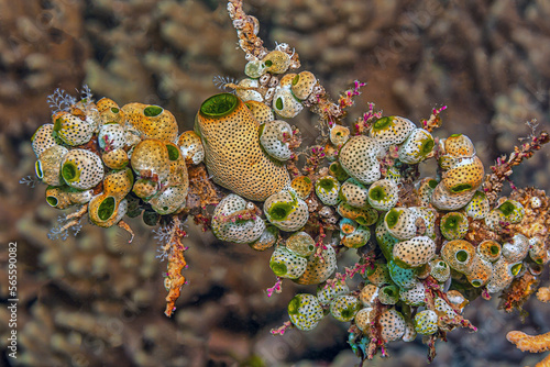 Tunicates underwater off coast of North Sulawesi, Indonesia photo