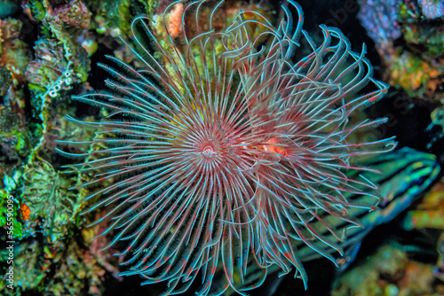 Sabellidae, or feather duster worms, are a family of marine polychaete tube worms