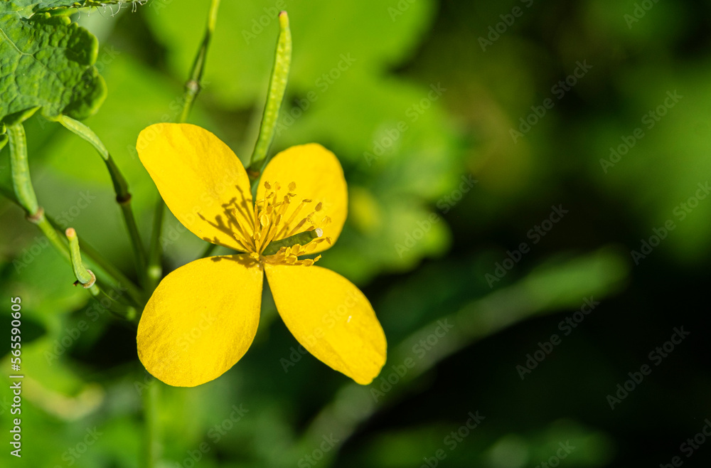 Detail of the beautiful flower of intense yellow color of the Chelidonium majus plant, isolated on natural background. Detail of the beautiful flower of intense yellow color of the Chelidonium majus plant, isolated on natural background.