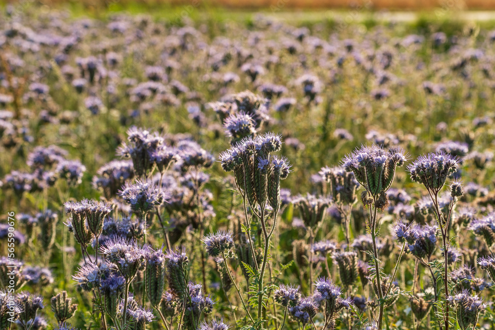 Obraz premium Lacy phacelia bloom. Blue tansy blooming blossom. Purple tansy flower field in natural environment. Phacelia tanacetifolia -in Bastei, Bad Schandau