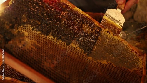 Male beekeeper collecting honey 