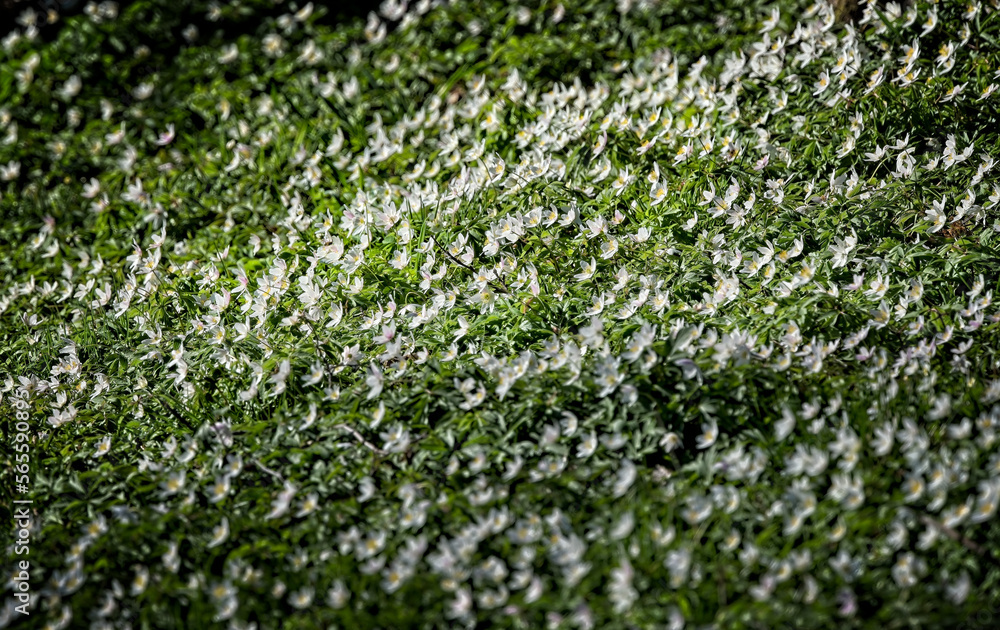 White snips. White snips.